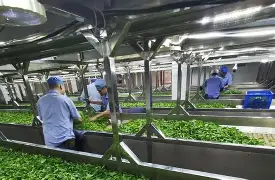  巴斯德象限模型 